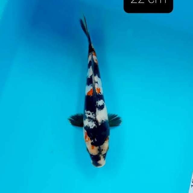 Doitsu showa 22 cm
