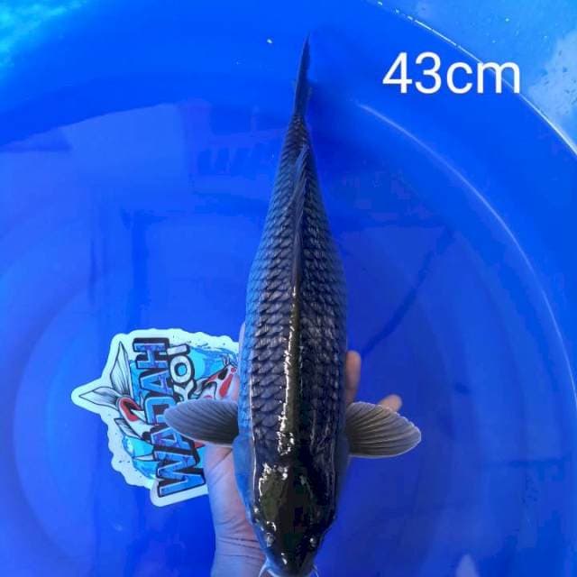 Soragoi Ginrin 43cm
