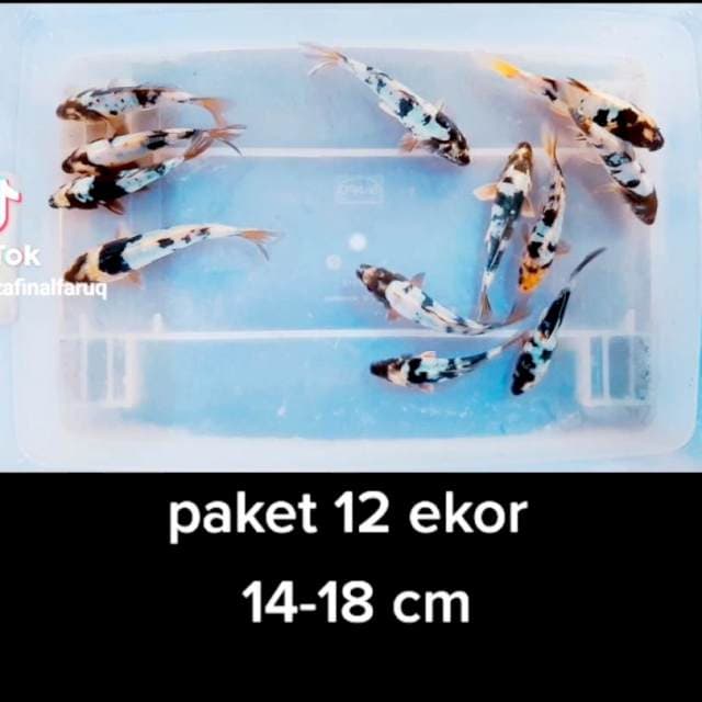 Paket 12 ekor 14-18 cm