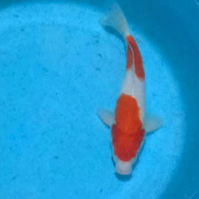 Kohaku 29cm step ori