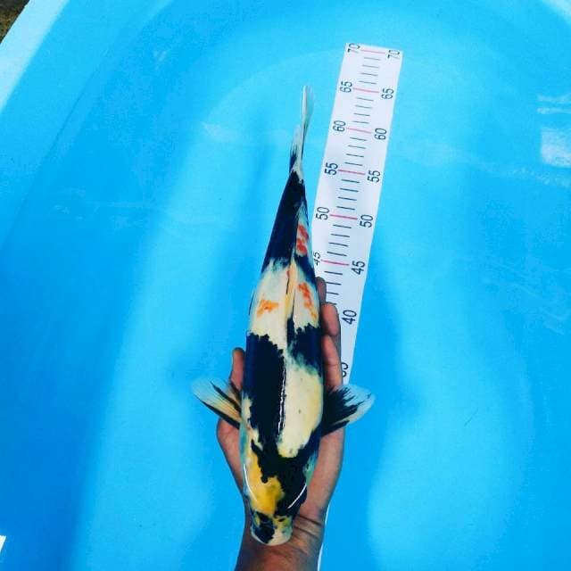 Showa 37 cm