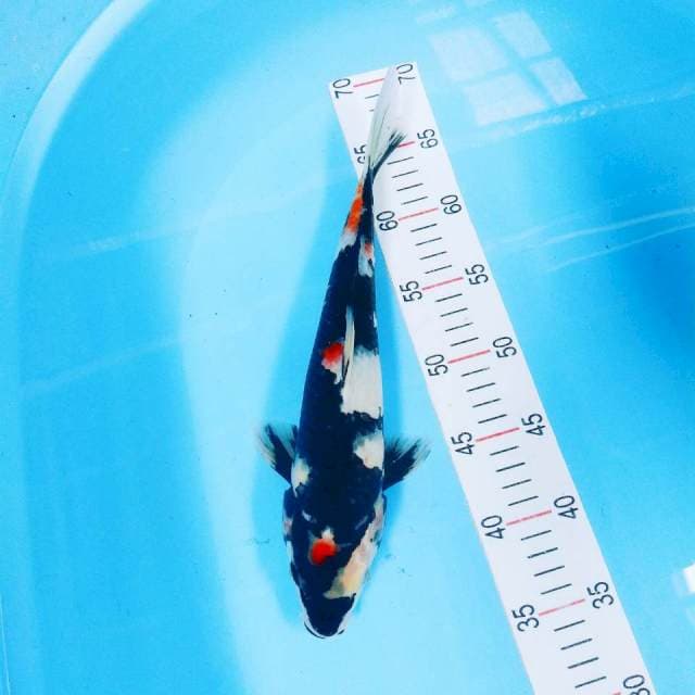 Showa 33 cm