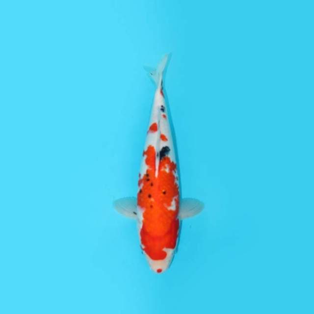 Sanke 32 Cm