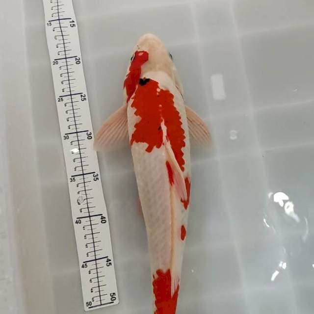 Sanke 44 cm