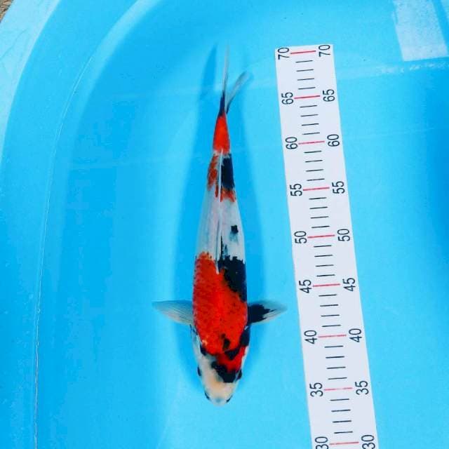 Showa 35 cm