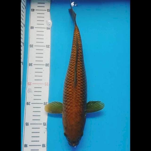 Chagoi penjinak kolam