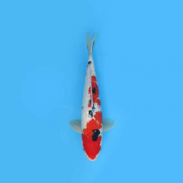 Showa Ginrin 28 Cm