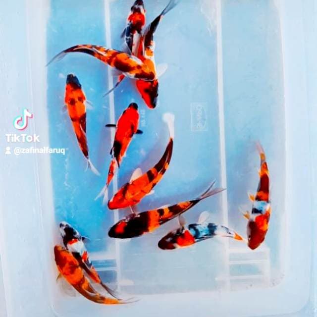 Paket 11 ekor 13-17 cm
