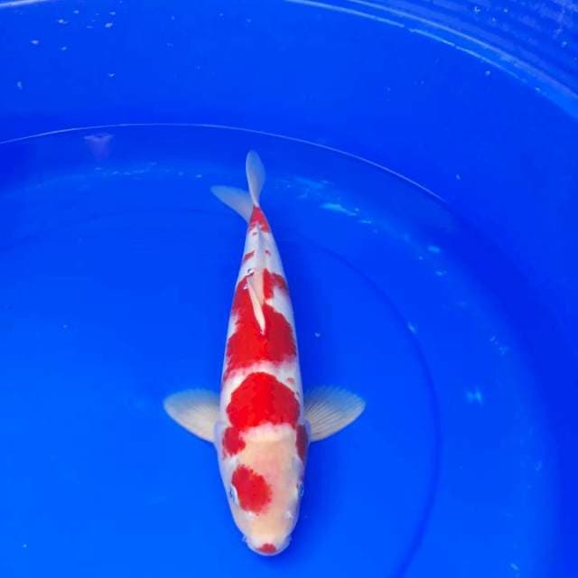 Kohaku