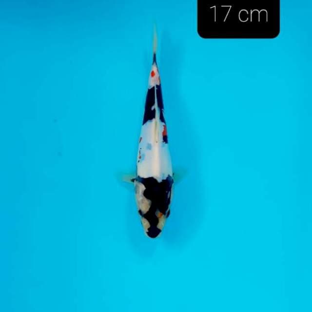 Showa doit 17 cm