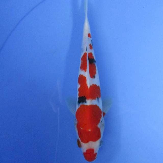 Baby Sanke 21 cm