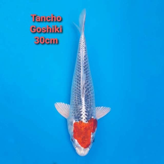 Tancho Goshiki 30cm
