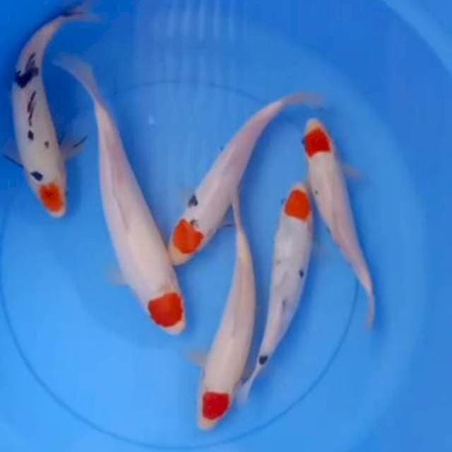 Tancho mix