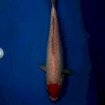 Tanco kohaku doit (cut kering) 