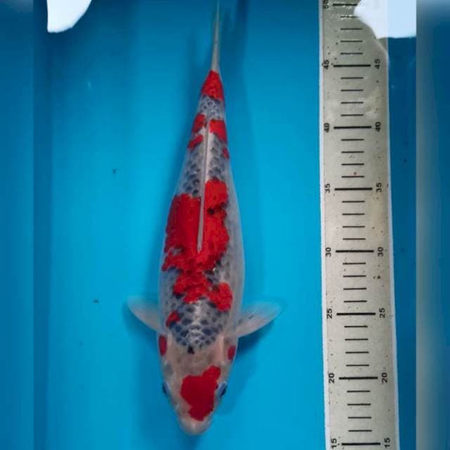 Goshiki 34 cm