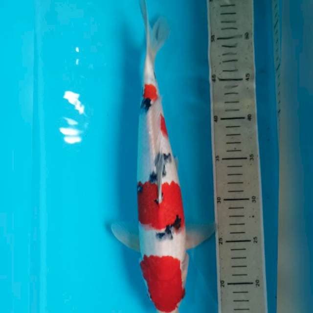 Sanke 36cm