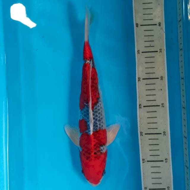 Kujaku 32cm