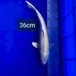 Platinum 36cm