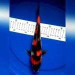 Showa 29cm