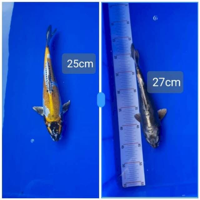 Kiko 25-27cm