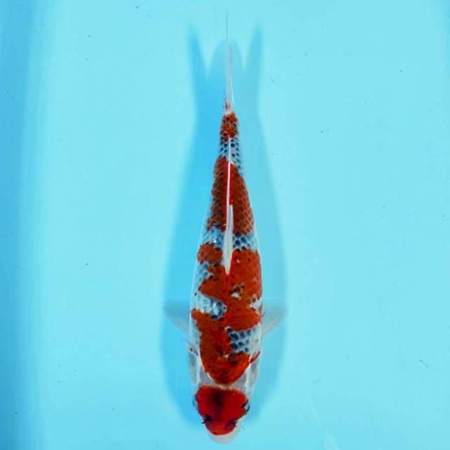 Maruten goshiki 30 cm