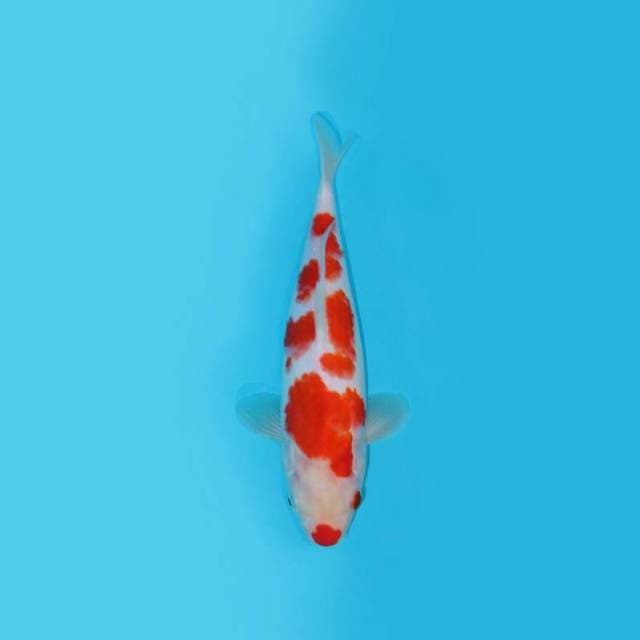 Kohaku Kuchibeni 28 Cm