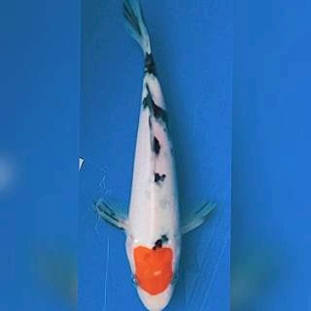 Tancho Sanke 20cm Male