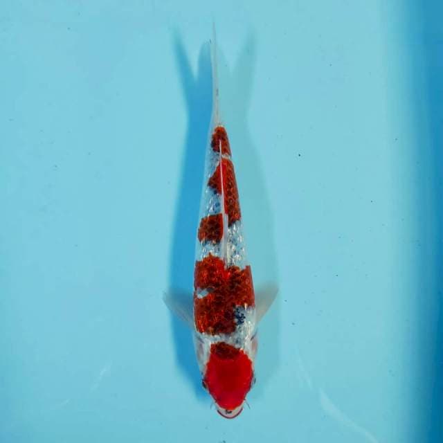 Goshiki Ginrin 27 cm