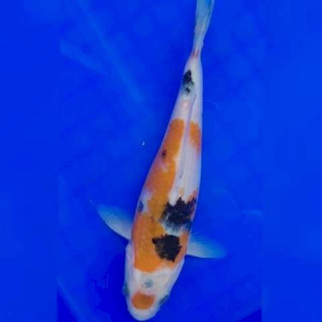 Sanke Maruten 16cm 