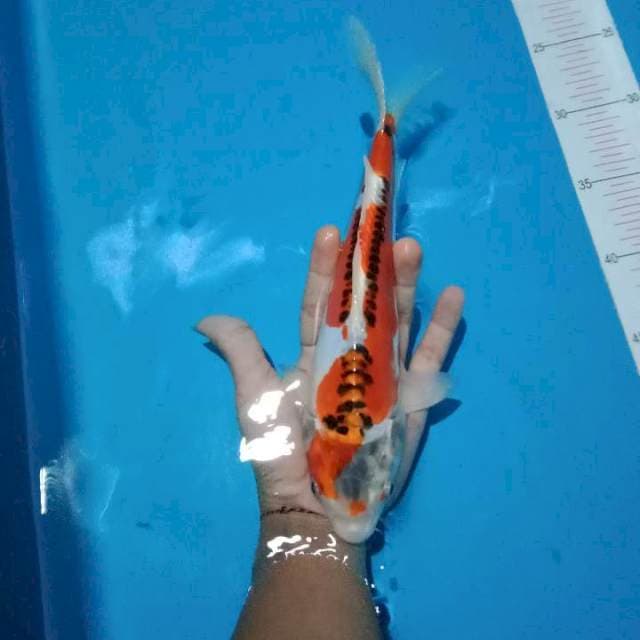 Kujaku Doitsu 27CM