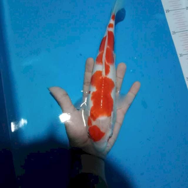 Red Stong Kohaku 29CM