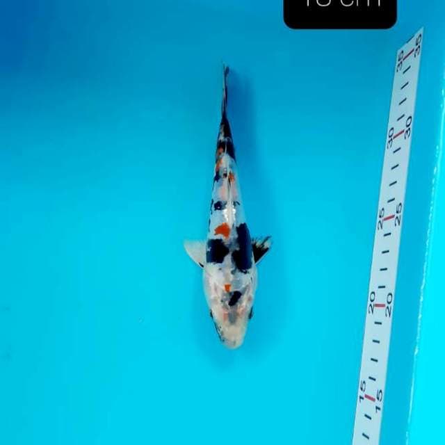 Showa 18 cm