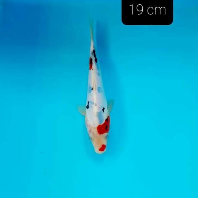 Showa doit 19 cm