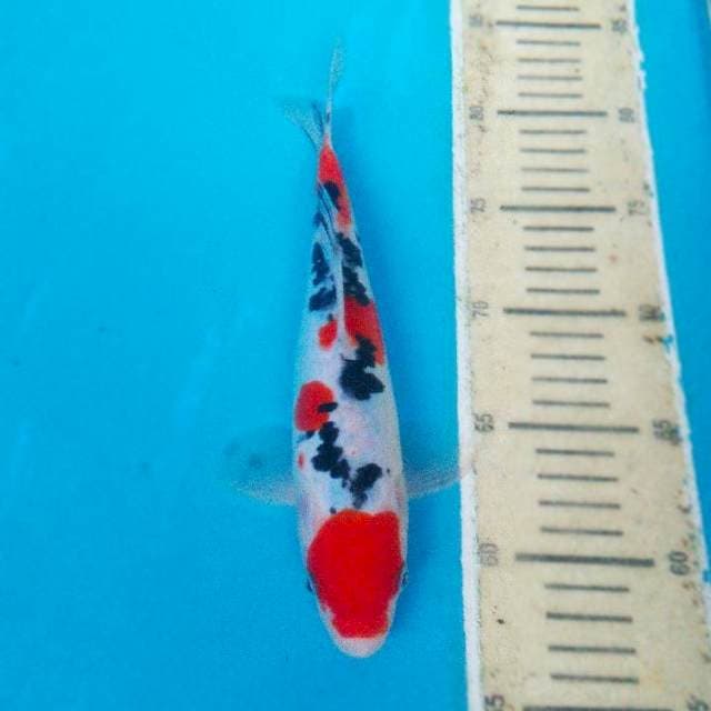 DOITSU SANKE HQ 25cm