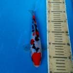DOITSU SANKE HQ 25cm