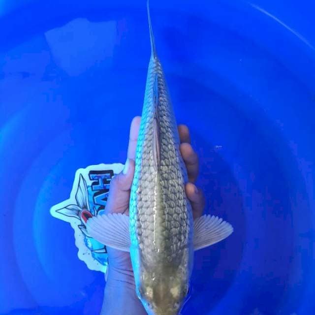 Soragoi putih Punuk 33cm