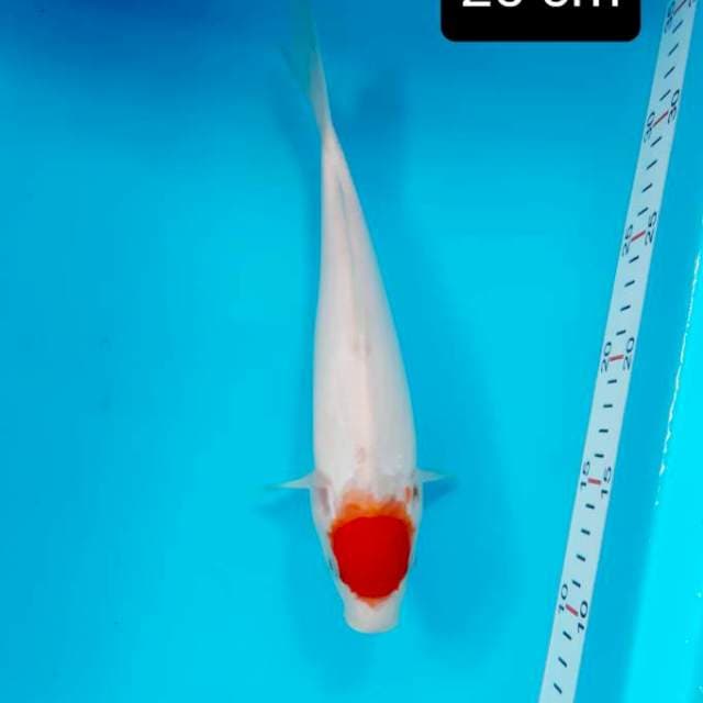 Tancho kohaku 25 cm