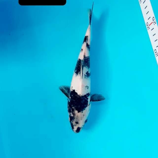 Shiro 23 cm