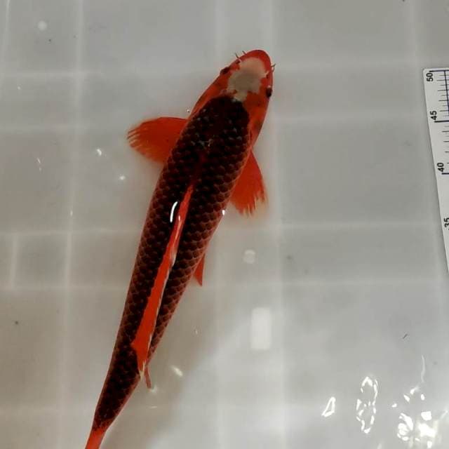 asagi 45 cm