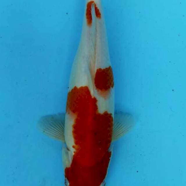 SHOWA 35CM