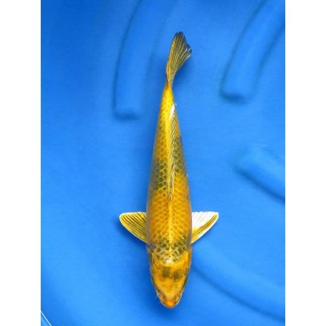 kin ki utsuri - 37cm 