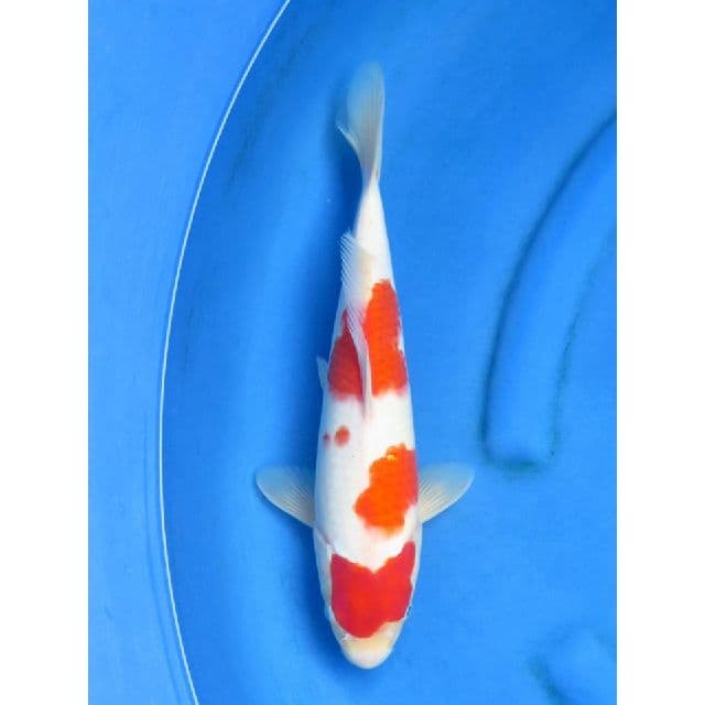 F1 Kohaku Male - 37cm