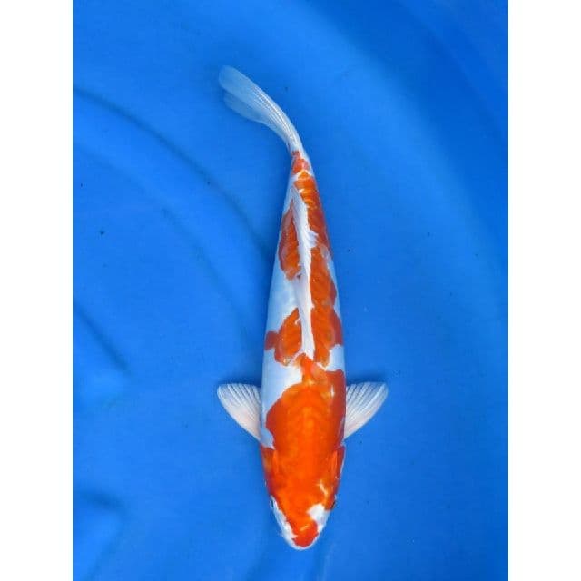 Kinkushui Male - 37cm 