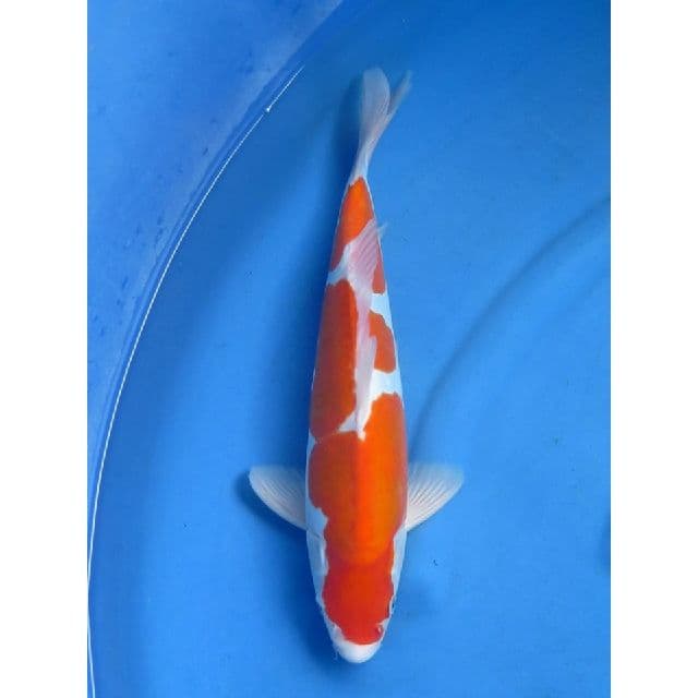 Doitsu Kohaku Male - 39cm
