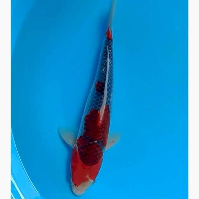 Red goshiki