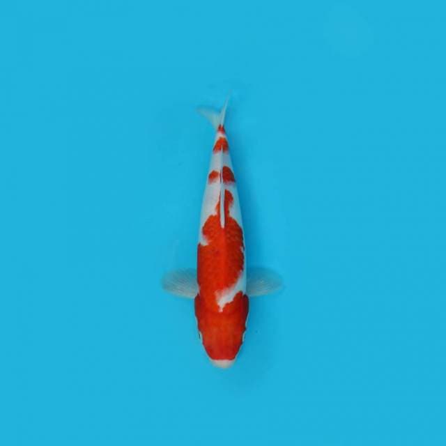 Kohaku 33 Cm