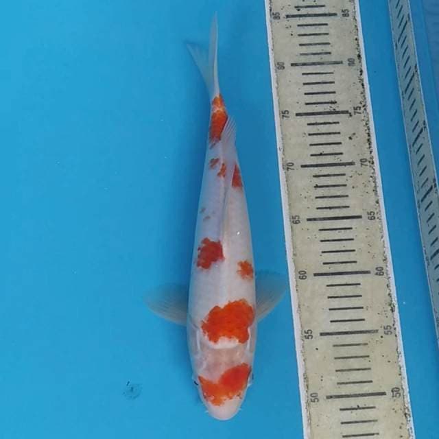 Kohaku ~34 