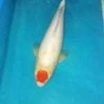 Tancho kohaku 45cm female original