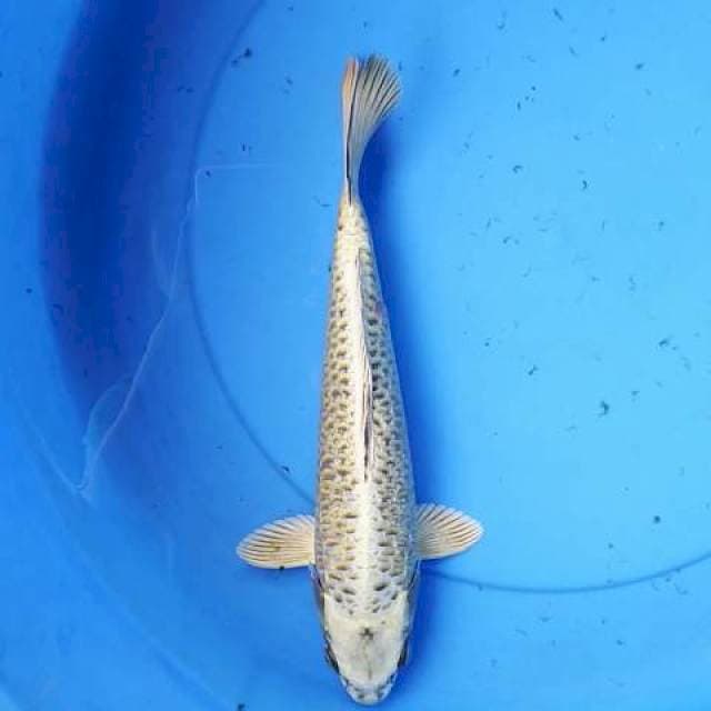 Aragoke 01 30 cm