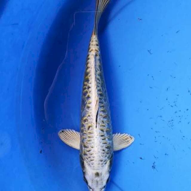 Aragoke 02 30 cm